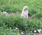 Curious Prarie Dogs