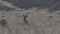 Curious Pronghorn Antelope Buck
