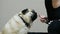Curious pug dog licks toothpaste from the brush