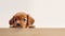 Curious puppy hiding behind empty board on white background