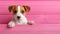 Curious puppy peeking over pink wood, space for text, cute dog on blurred background.