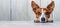 Curious puppy peeking over white wood, cute pet on blurred backdrop with copy space