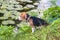 A curious puppy watching a peaceful summer landscape. Tricolor Beagle puppy on a walk along the pond in the city Park.