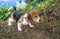 A curious puppy watching a peaceful summer landscape. Tricolor Beagle puppy on a walk along the pond in the city Park.