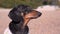 Curious purebred dachshund dog barks and runs along beach