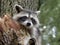 Curious Raccoon