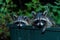 Curious Raccoon Duo at Night