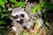 Curious Raccoon in Everglades National Park