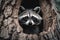 A curious raccoon peeking out of a tree hollow Generative AI