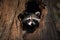 A curious raccoon peeking out of a tree hollow Generative AI