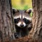A curious raccoon peering out from behind a tree trunk