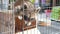 Curious raccoon in small cage on pet market. Cute raccoon sitting on wooden box and looking out small cage while being kept in