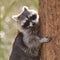 Curious racoon is climbing a tree