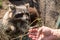 A curious racoon reaching out to a man`s hand to touch him. A racoon being friendly. Wire fence behind it.