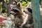 Curious racoons reaching out to a woman`s hand to touch her. A racoon being friendly.