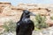 Curious Raven - Red Rock Formations Near Canyonlands National Pa