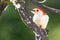 Curious Red-Bellied Woodpecker Perched in a Tree