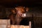 curious red calf with small horns in the pen stretches its neck and looks