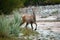 Curious red deer approaching on riverbank in morning nature