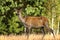 Curious red deer doe in a glade