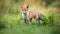 Curious red fox approaching on a glade with green grass and small spruce tree