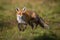 Curious red fox approaching on meadow in summer at sunrise