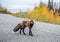 Curious Red Fox walking down the Cassiar Highway