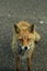 Curious red fox wandering along the road through Shiretoko National Park