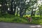 Curious red fox wandering along the road through Shiretoko National Park