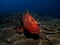 Curious red grouper