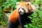 Curious red panda bear