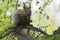 Curious red squirrel.