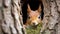 Curious red squirrel peeking behind the tree trunk. ai generative