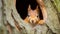 Curious red squirrel peeking behind the tree trunk. ai generative