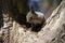 Curious red squirrel peeking behind the tree trunk fluffy rodent, squirrel on a tree