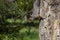 Curious red squirrel peeking behind the tree trunk fluffy rodent, squirrel on a tree