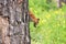 Curious red squirrel peeking behind the tree trunk holding pine cone in mouth