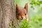 Curious Red Squirrel Peeking Behind a Tree Trunk: Playful Wildlife Moment.