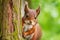 Curious Red Squirrel Peeking Behind a Tree Trunk: Playful Wildlife Moment