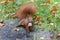 Curious red squirrel peeking with a fluffy tail on the ground lawn