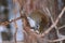 Curious red squirrel in a tree