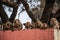 Curious rhesus macaques, Uttar Pradesh, Varanasi, India