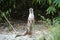 Curious River Otter