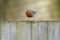 Curious robin redbreast bird standing on wooden boards, looking down with a blurred background