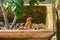 Curious Robin Standing in a Flower Pot