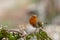 Curious Robin standing on a rock