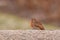 Curious Robin Standing on top of a Wall