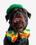 curious rottweiler dog wearing clown bowtie and green hat and looking up