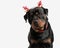 curious rottweiler puppy with christmas branches headband looking forward