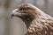 Curious royal eagle looking at me, Quebec, Canada